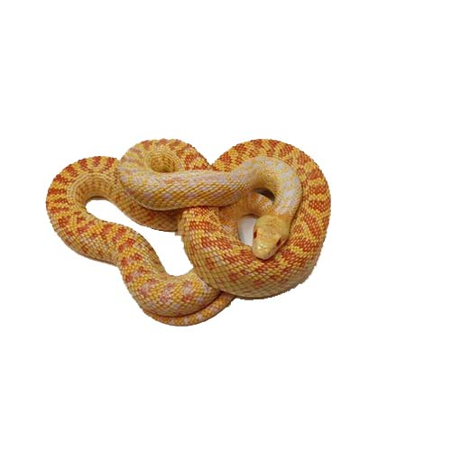 Сосновая змея сонорская "het Albino" (Pituophis Catenifer)