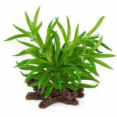 TERRA DELLA Растение для террариума "Крассула", зелёное