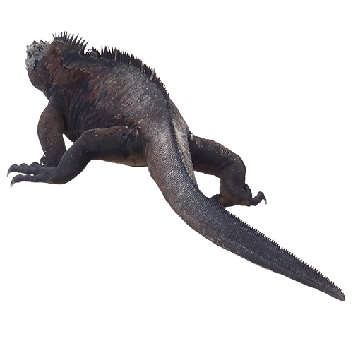 Черная Игуана (Ctenosaura Acanthura)