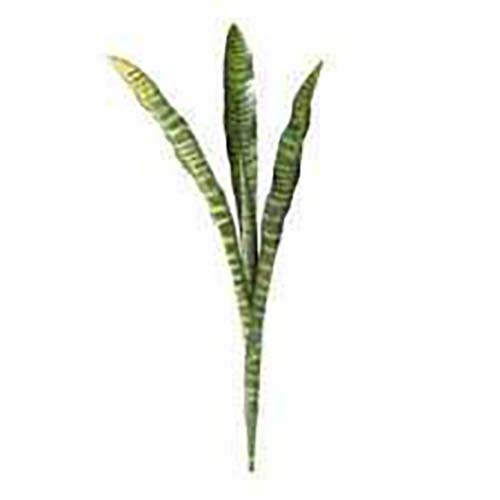 Растение для террариумов HOBBY Sansevieria (63 см)