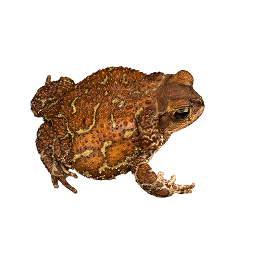 Карибская жаба (Peltophryne peltocephala)