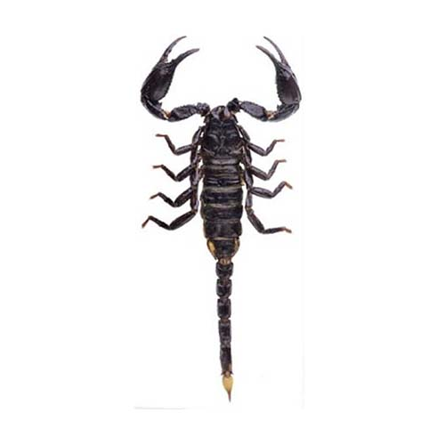 Скорпион (Geterometrus spinifer) (адультная самка)