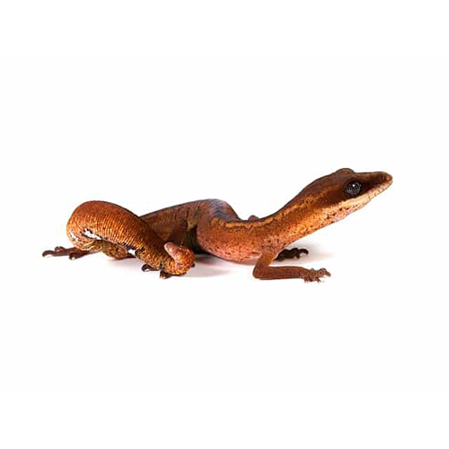 Кошачий геккон (Aeluroscalabotes felinus)