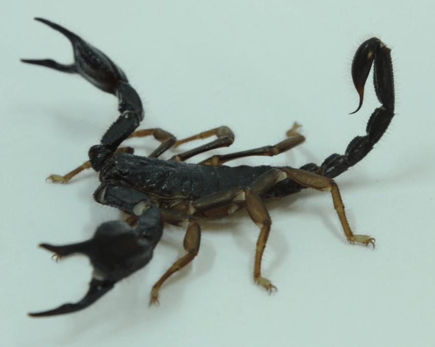 Средиземноморский скорпион 1.0 (Protoiurus Kraepelini)