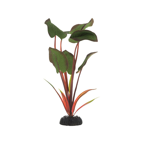 Шелковое растение Эхинодорус Бархатный 50см, Barbus