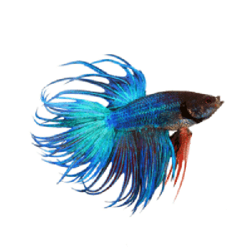 Бойцовая рыба "Петушок", синяя