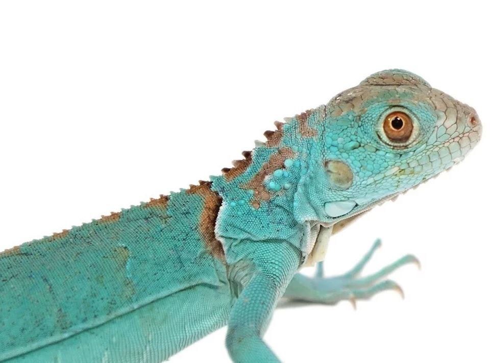 Игуана обыкновенная Blue (Iguana Iguana Blue)
