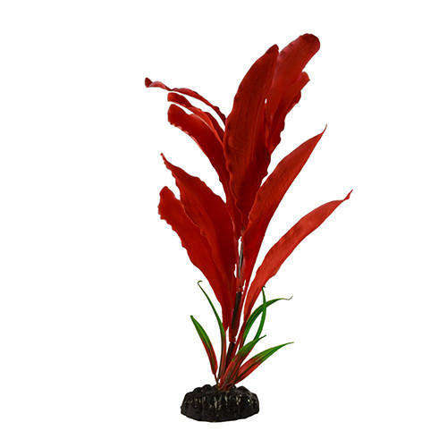 Шелковое растение Апоногетон Мадагаскарский красный 20см, Barbus