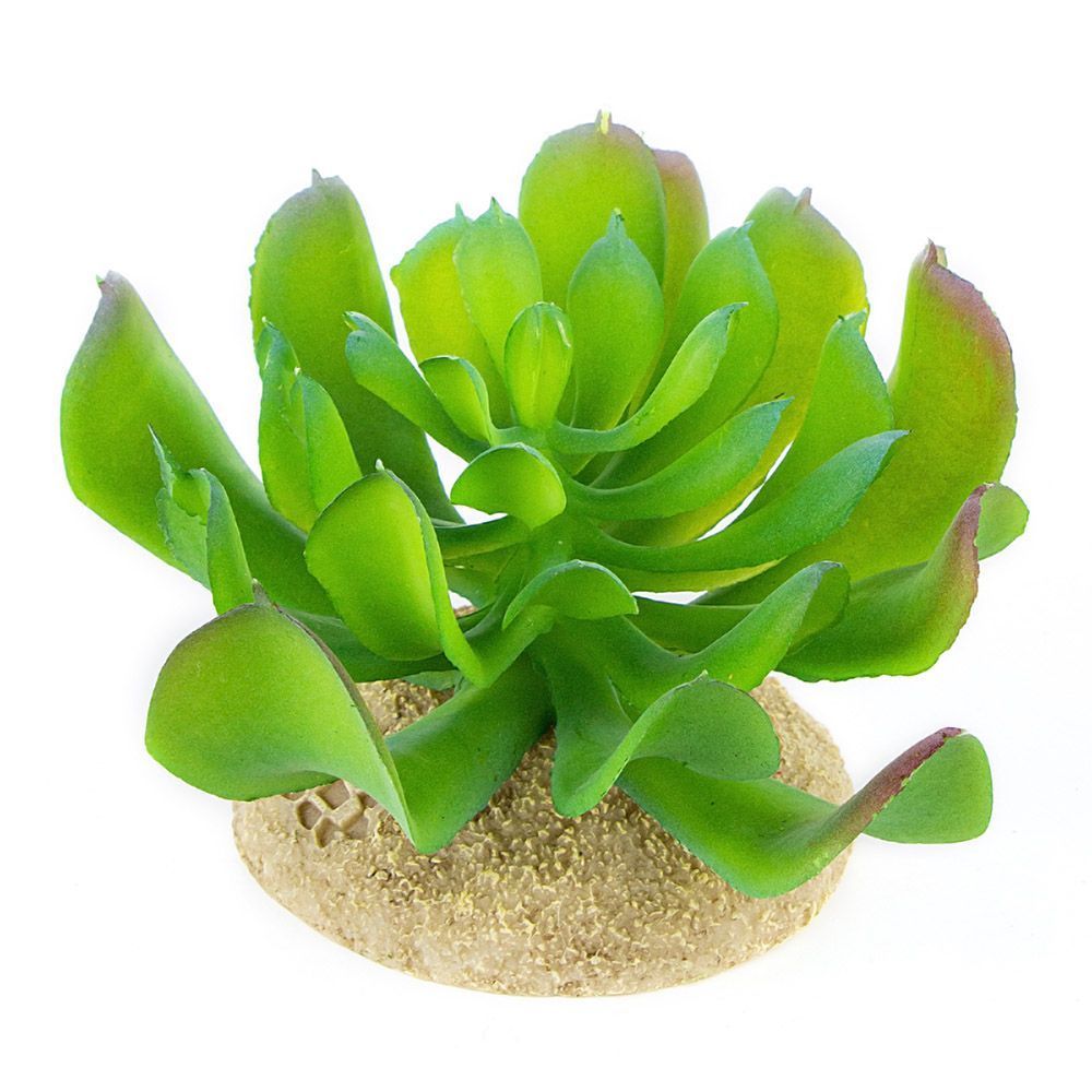 TERRA DELLA Растение для террариума "Эхеверия маленькая" светло-зеленая