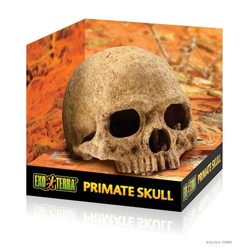 Череп Примата Exo Terra Primate Skull