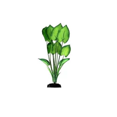 Шелковое растение Эхинодорус 30см, Barbus