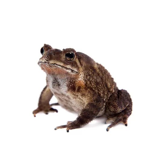 Шлемоголовая вьетнамская горная жаба (Ingerophrynus galeatus)