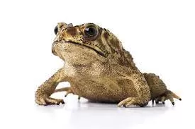 Чернорубцовая жаба