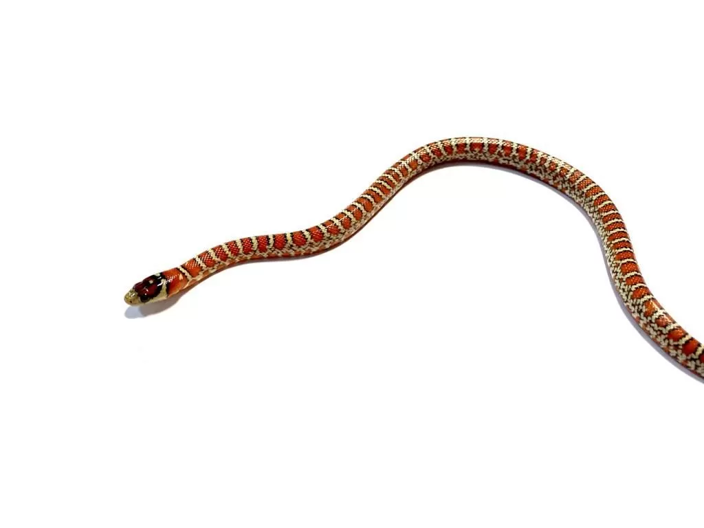 Королевская змея Кноблоха 0.1 (Lampropeltis pyromelana knoblochi)
