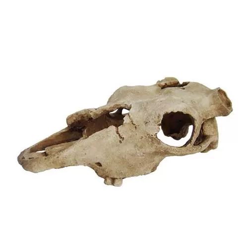 LUCKY REPTILE Декорация для террариума, череп "Skull Cow", 22,5х12.5х8.5см