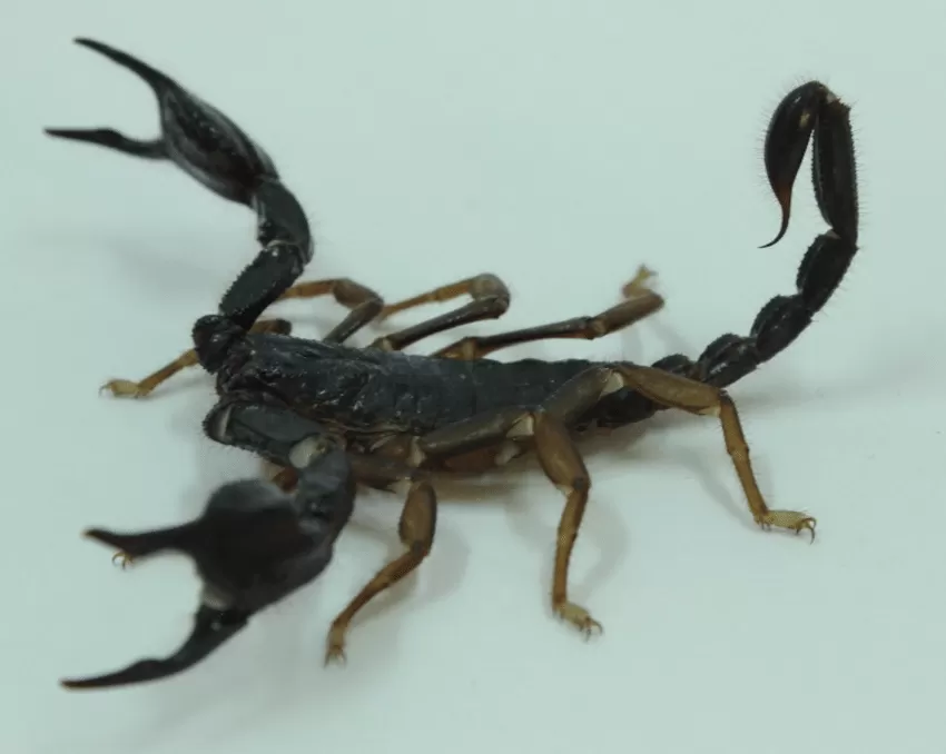 Средиземноморский скорпион 0.1 (Protoiurus Kraepelini)