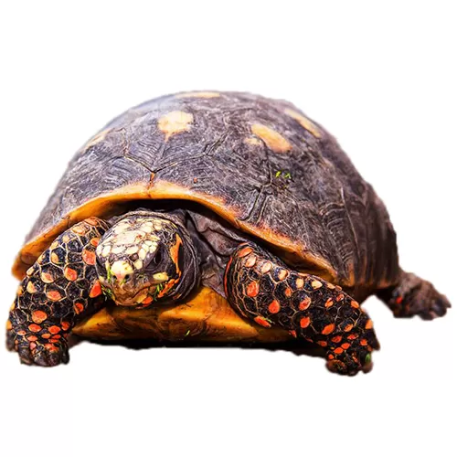 Черепаха угольная, XL ♂ (Chelonoidis carbonaria)