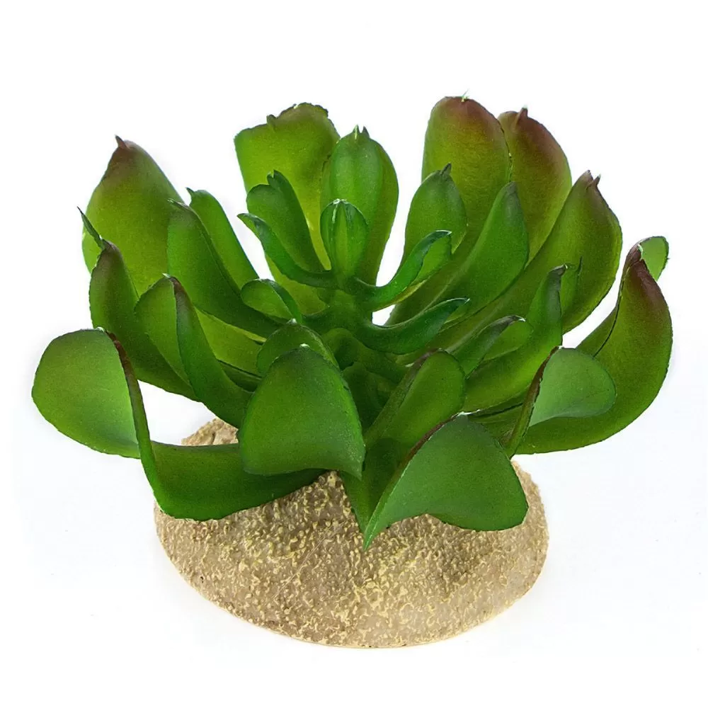 TERRA DELLA Растение для террариума "Эхеверия маленькая" темно-зеленая
