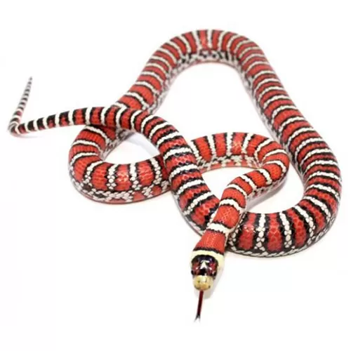 Королевская змея горная хуачукская (S) (Lampropeltis pyromelana woodini)