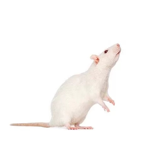 Крыса пол размера