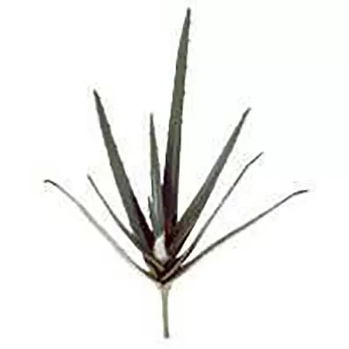 Растение для террариумов HOBBY Aloe (40 см)