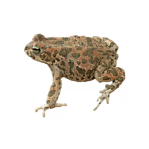 Африканская зеленая жаба (Bufotes boulengeri)