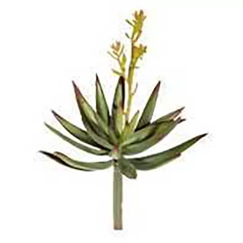 Растение для террариумов HOBBY Haworthia (15 см)
